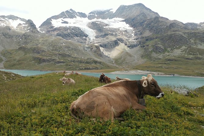 PRIVATE Bernina Train, Sankt Moritz & Wines Guided Tour From Lake Como or Milan - Pickup and Accessibility Options