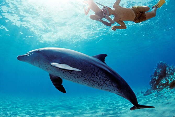 Private Boat to Dolphin House Full Day Snorkeling Sea Trip Max 10 Pax - Hurghada - Guidance and Assistance Available