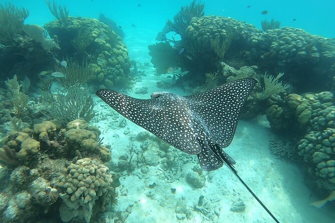 Private Charter 28ft Grady White. Stingrays, Snorkeling, Starfish - Private Tour and Group Size