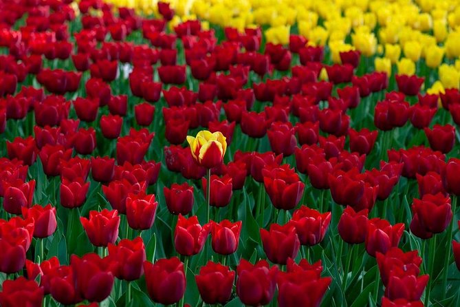 Private Day Tour OTTAWA Tulip Festival May 10-20 From MONTREAL - Booking and Payment