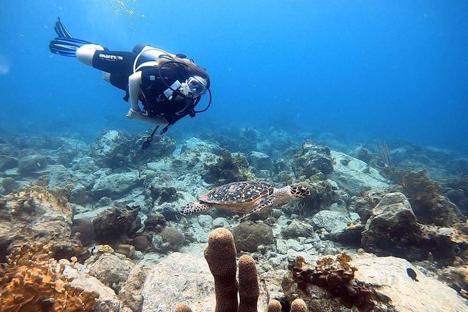 Private Half-Day Dive Trip in St Thomas Virgin Islands - Dive Site Selection and Recommendations