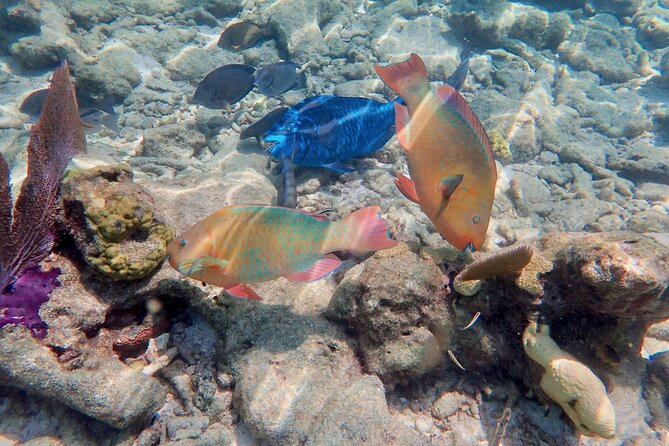 Private Looe Key Snorkel From Big Pine Key - Health and Safety Information