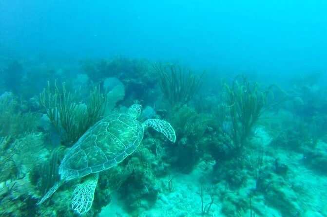 Private Morning or Afternoon Snorkeling Tour From Fajardo - Coral Reef Exploration