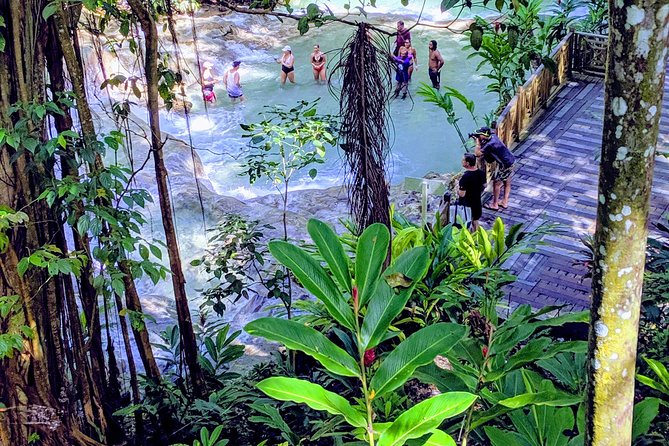 Private Ocho Rios Highlight Tour - Rainforest Walking Tour