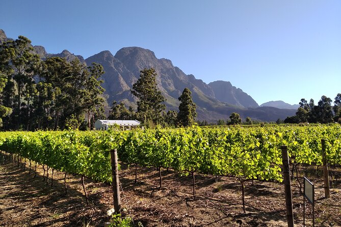 Private Package to Finest Vineyards - Stellenbosch Pickup - Advance Appointments Arranged