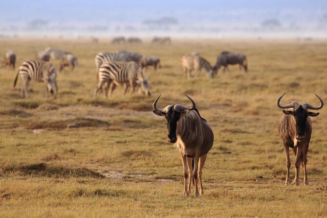 Private Safari Day-Tour in Amboseli National Park - Cancellation Policy