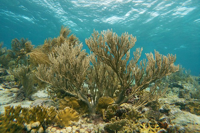 Private Snorkel With 2 Stops in Aruba - Eco-Friendly! - Fitness Level and Accessibility Requirements