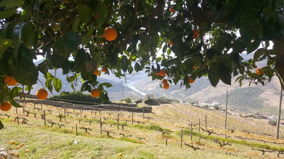 Private Tour: Douro Valley Wine and Food From Oporto - Included and Excluded Services