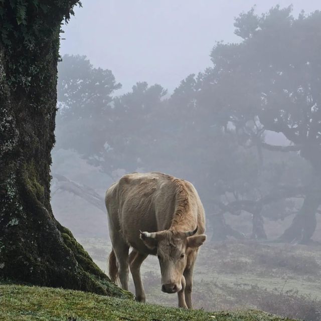 Private Tour: Fanal Tour by Overland Madeira - Madeiras Stunning Natural Landscapes