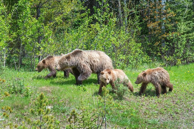 Private Tour: The Best of Banff National Park - Full Day - Inclusions and Exclusions