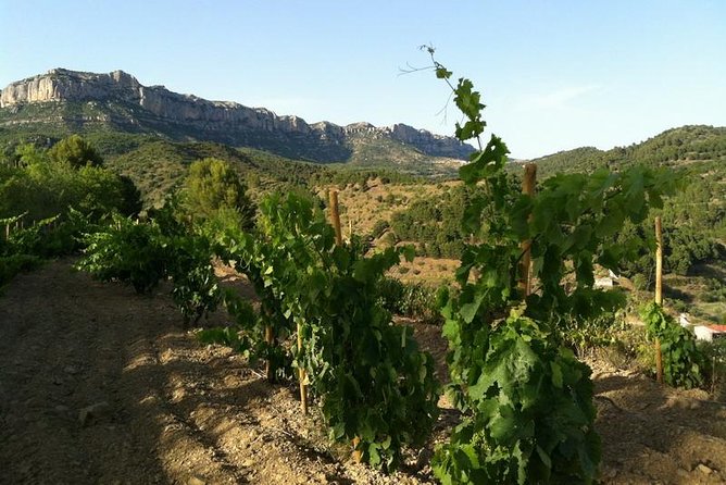 Private Wine and Oil Tour in the Priorat Wine Region - Pickup and Transportation Details