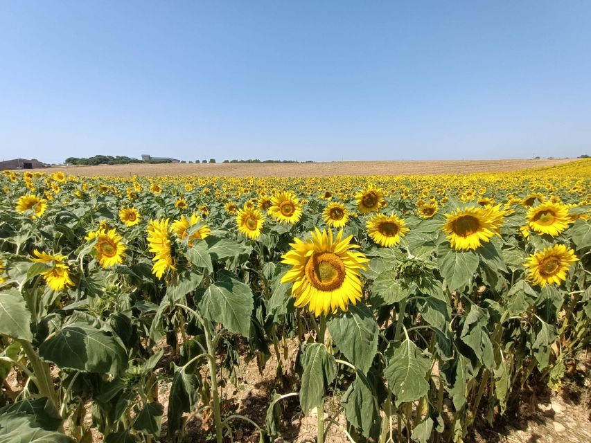 Provençal Elegance: Lavender, Olive Oil, and Wine Odyssey - Guided Wine Tasting in Aix