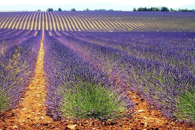 Provence Lavender Fields Tour in Valensole From Marseille - Lavender Fields of Valensole