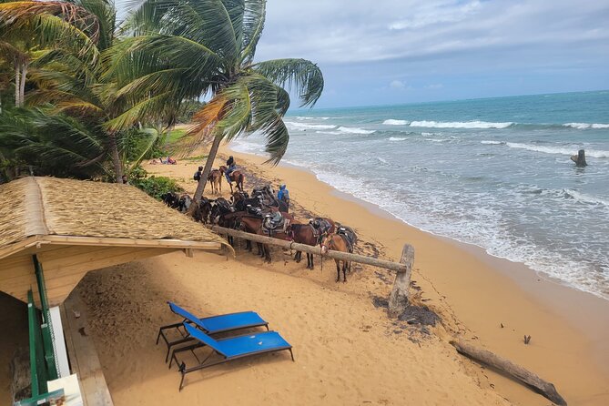 Puerto Rico Beach Horseback Riding Guided Tour - Customer Feedback and Ratings