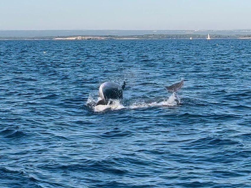 Pula: Dolphin-Watching Cruise at Sunset With Dinner & Drinks - Meeting Point and Arrival