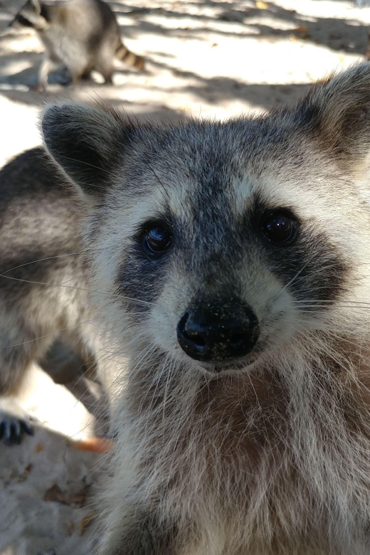 Raccoon Island: Exploration on SUP/Kayak - Frequently Asked Questions