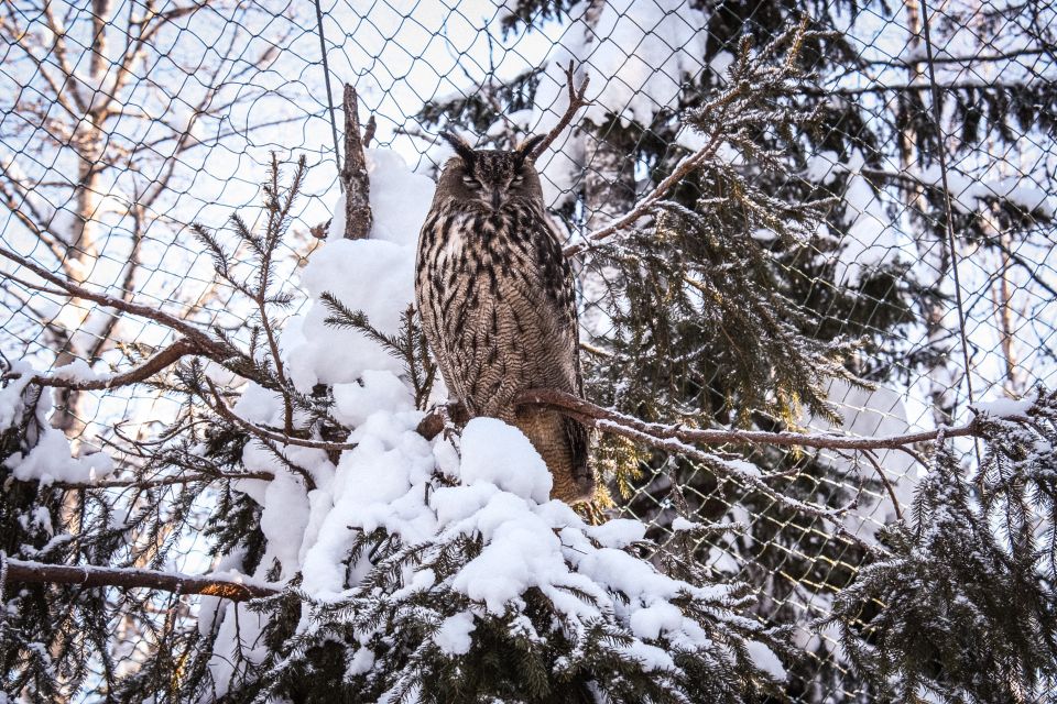 Ranua Wildlife Park Guided Tour From Rovaniemi - Key Information