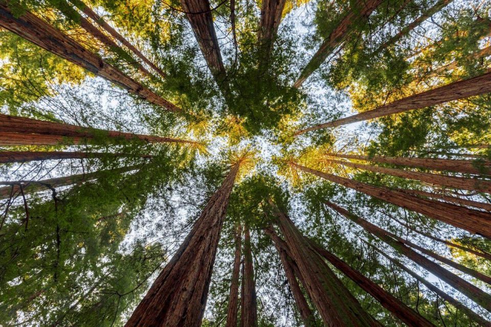 Redwood Retreat: Tour to Muir Woods From San Francisco - Booking and Cancellation