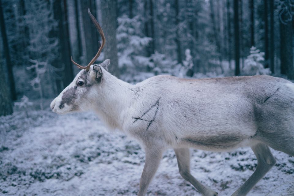 Reindeer Farm Visit With Professional Photographer - Inclusions and Amenities