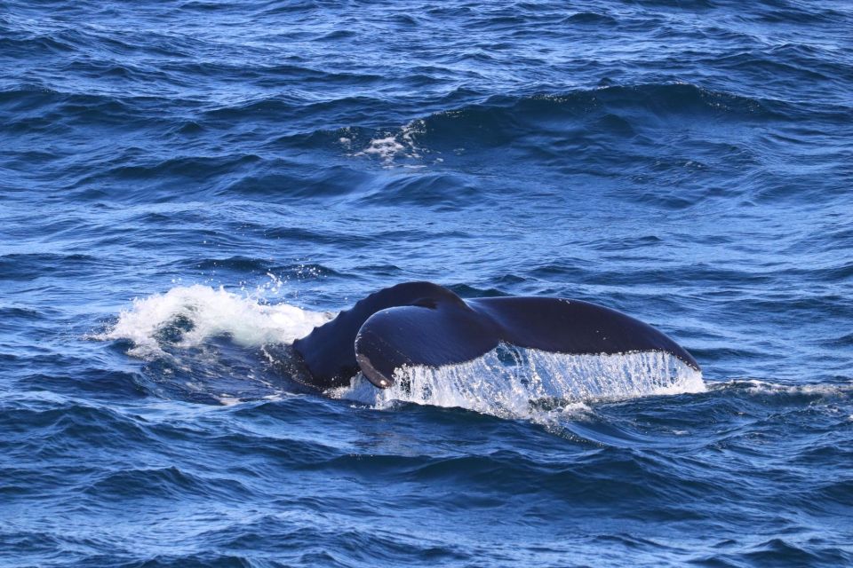 Reykjavik: Best Value Whale Watching Boat Tour - Starting and Ending Locations