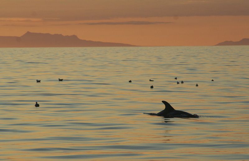 Reykjavik: Midnight Sun Whale Watching Tour - Tour Highlights