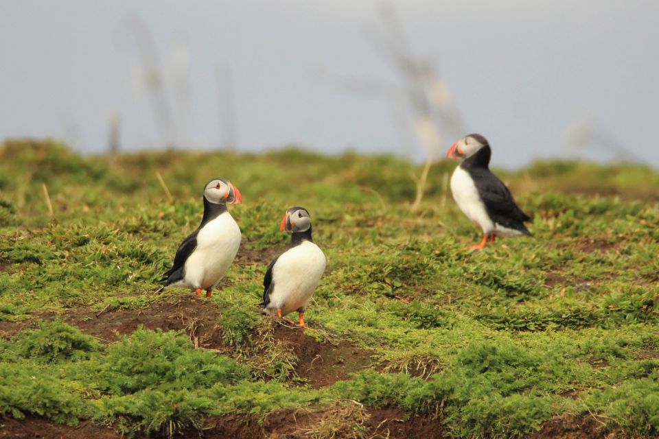 Reykjavik: Premium Whale and Puffin Watching Evening Tour - Tour Duration