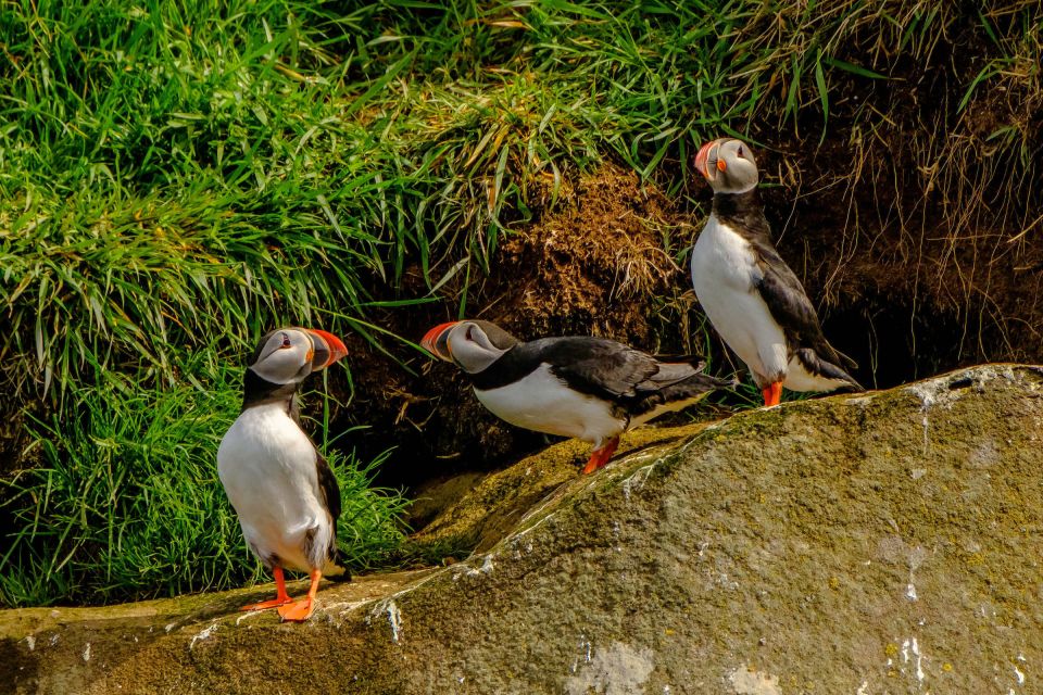 Reykjavik: RIB Speed-Boat Puffin Watching Tour - Tour Departure Location