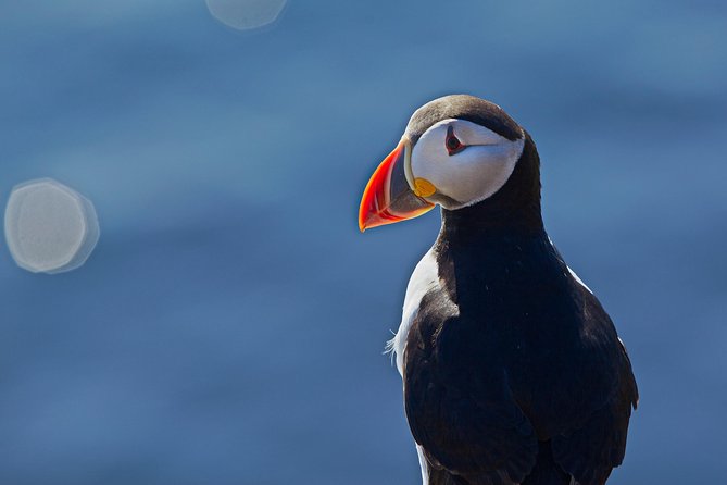 Reykjavik Shore Excursion: Puffin Sightseeing Cruise - Booking Information and Policies