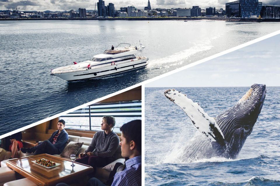 Reykjavik: Whale Watching and Dolphin Watching Yacht Cruise - Onboard Guide Insights