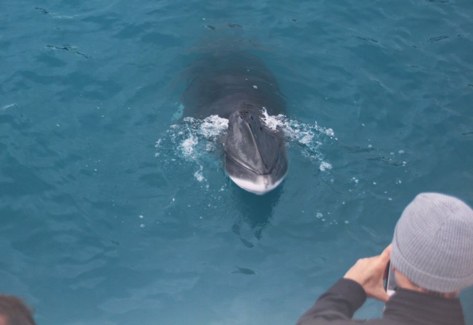 Reykjavik: Whales and Puffins Cruise Combo Tour - Sightings Guarantee and Boats