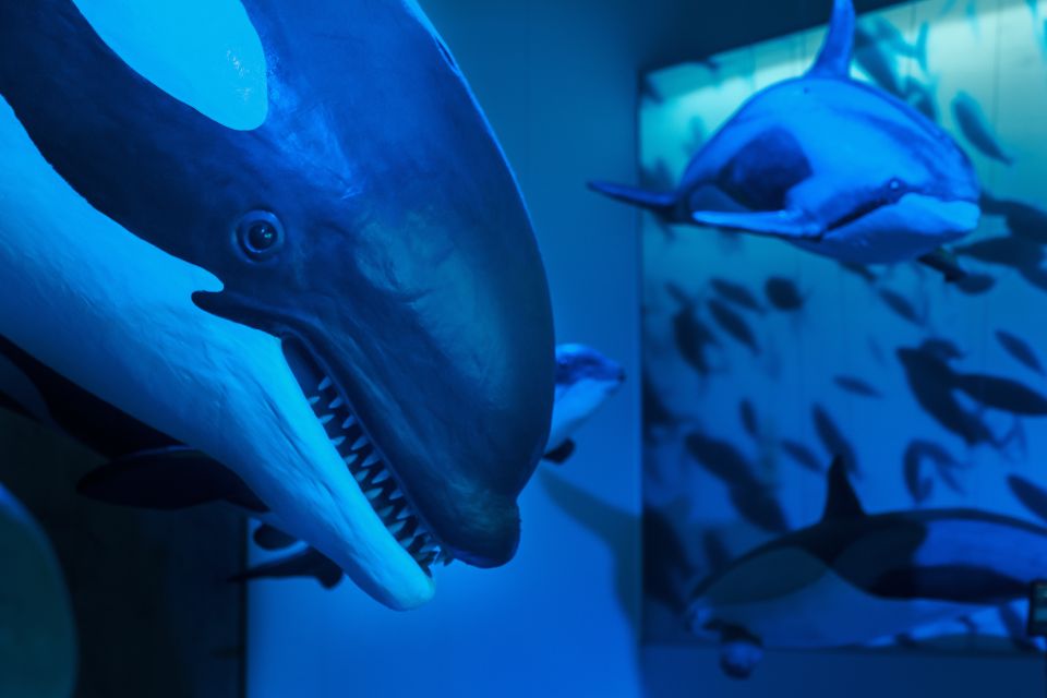 Reykjavik: Whales of Iceland Museum Entrance Ticket - Interactive Displays and Audio Guide