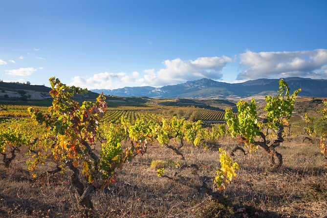 Rioja Wine Tour: 2 Wineries Visit With Tasting From San Sebastian - Snacks Provided During Tour