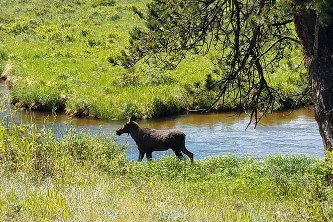 Rocky Mountain National Park in Summer Tour From Denver - Stunning Landscapes and Picturesque Meadows