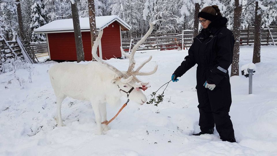 Rovaniemi: Husky Park and Reindeer Farm Combo - Not Included in the Tour