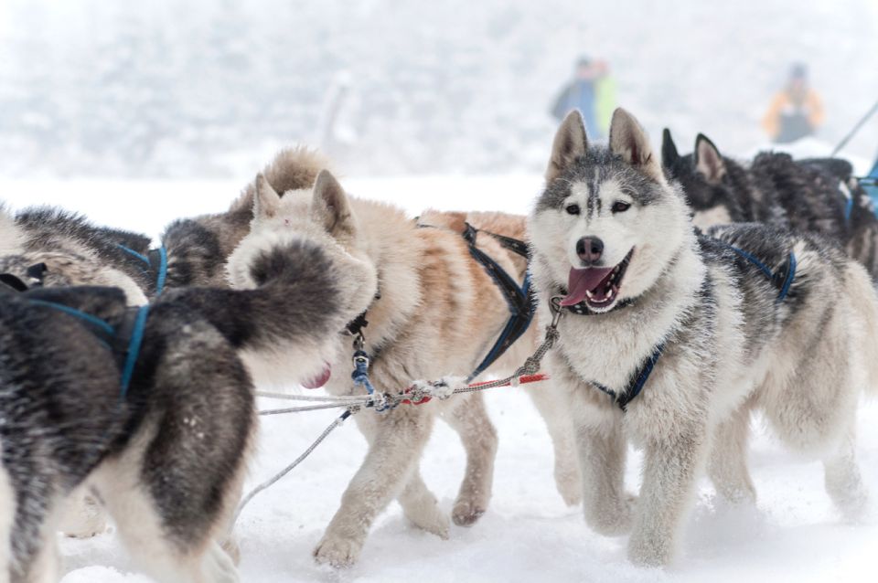 Rovaniemi: Husky & Reindeer Farm Visit With Snowmobile Ride - Interacting With Reindeer Herders