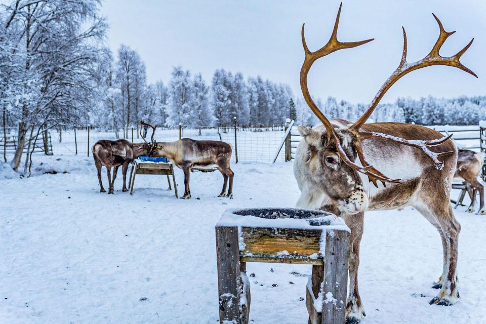 Rovaniemi: Local Reindeer Farm Visit With 2 Km Sleigh Ride - Tour Duration and Location