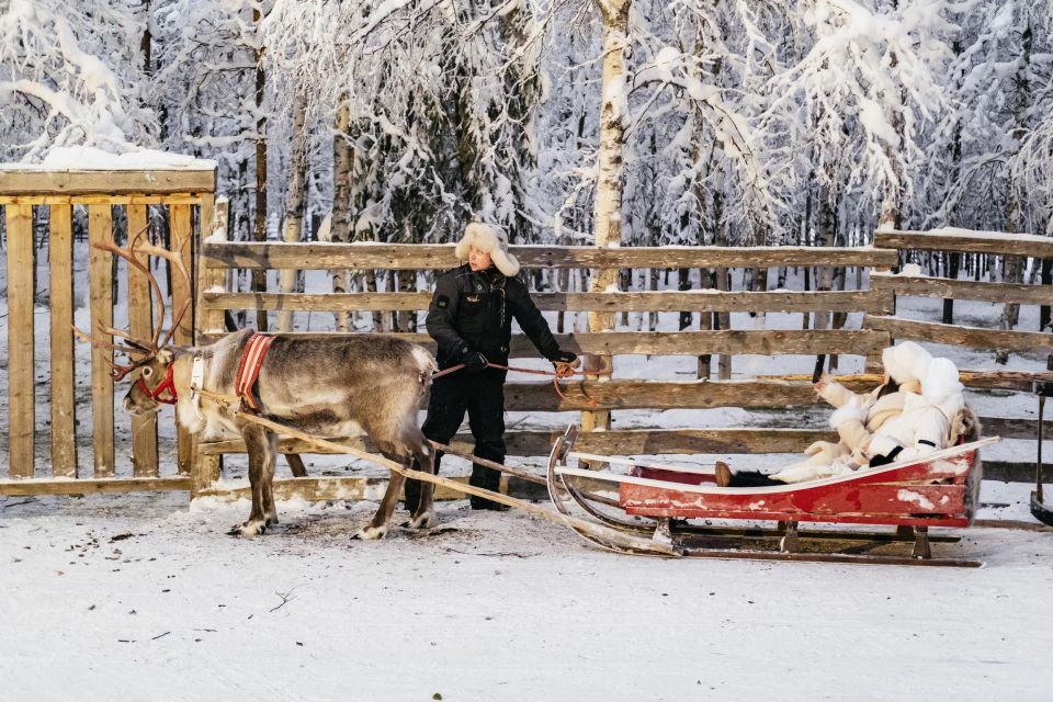 Rovaniemi: Snowmobile Safari, Reindeer & Husky Sleigh Ride - Reindeer Sleigh Ride