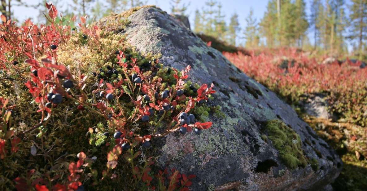 Rovaniemi: Wild Berries and Mushrooms Picking Tour - Inclusions and Pricing