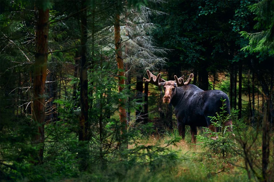 Rovaniemi: Wild Moose Safari - Booking Details