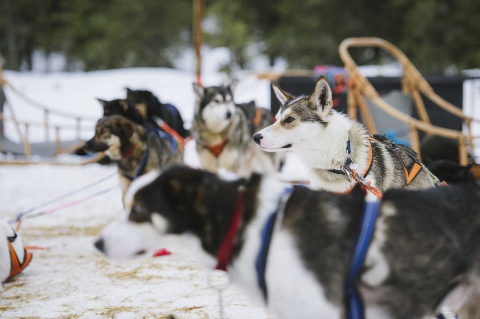 Rovaniemi: Winter Snowshoeing, Reindeer & Husky Sleigh Ride - Frequently Asked Questions