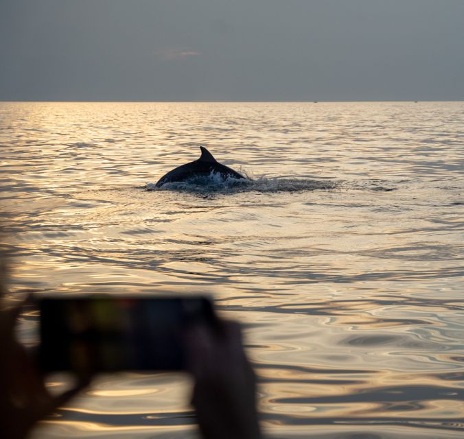 Rovinj: Dolphin Watching Sunset Speedboat Trip With Drinks - Dolphin Watching Experience