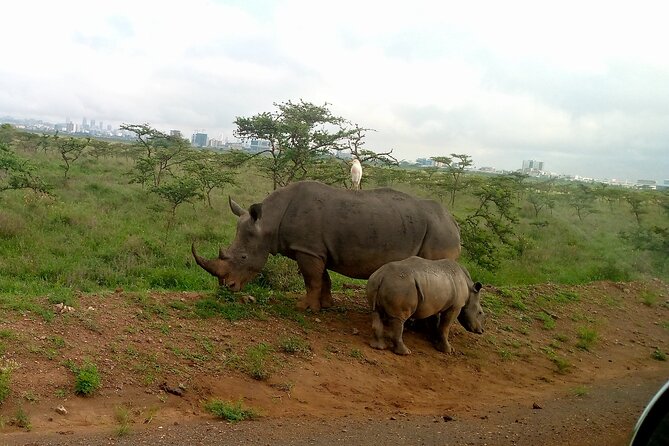 Safari Tour : Nairobi National Park - Highlights of the Nairobi National Park