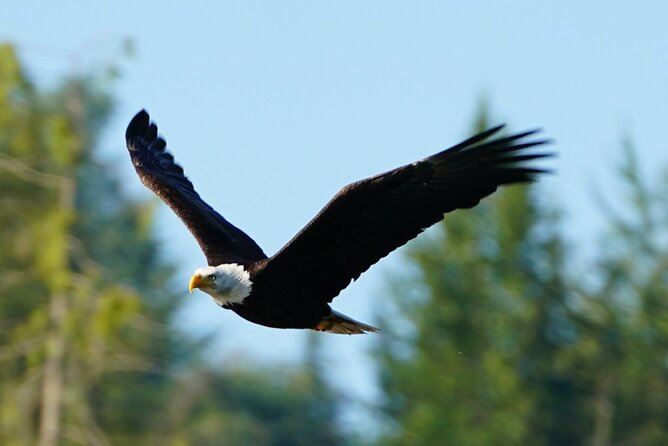 Salish Sea Whale Watching - Inclusions and Amenities