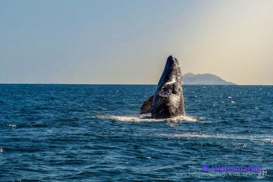 San Diego: Half-Day Marine Wildlife Tour With Lunch - Gourmet Lunch and Beverages