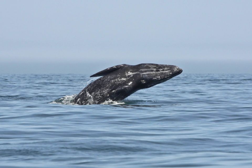 San Diego: Whale Watching Tour - Tour Availability and Reservation