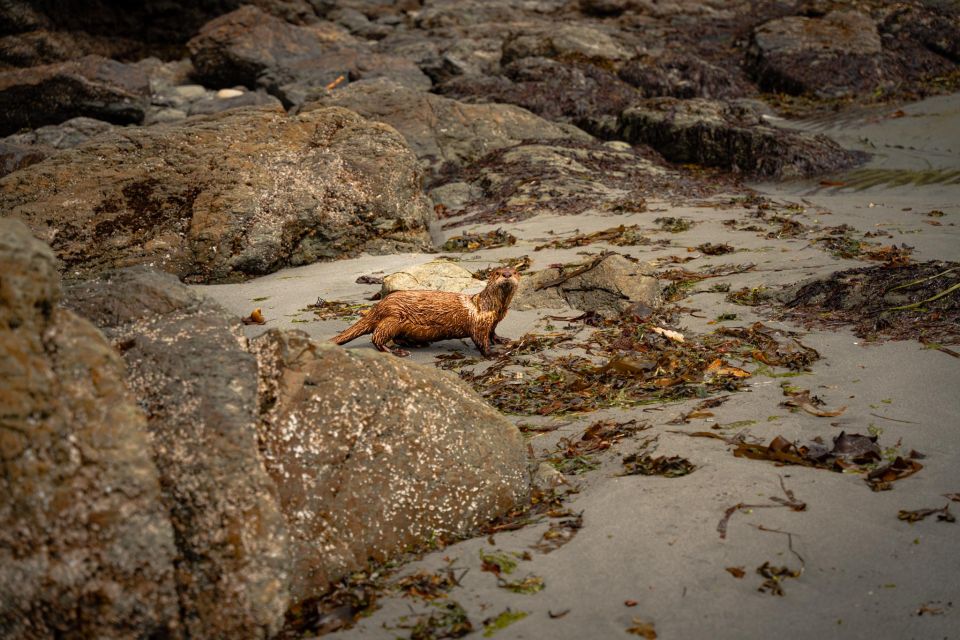 San Juan Island: 3-Hour Kayak Tour - Kayak and Gear