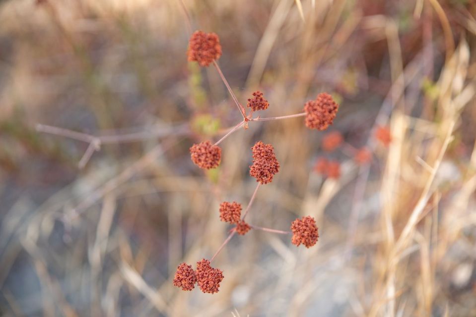 San Luis Obispo: Margarita Ranch Foraging Tour - Flexible Booking and Travel Plans