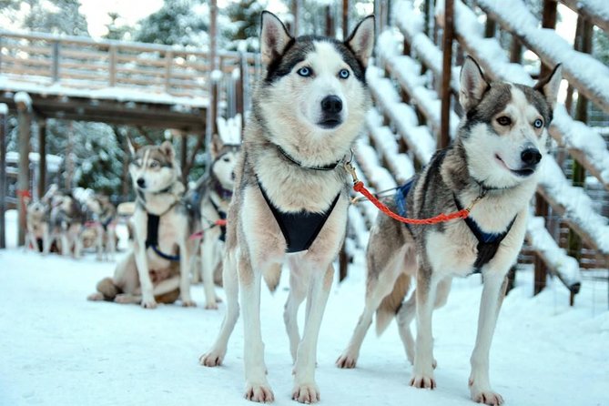 Santa Claus Village Guided Tour & Arctic Animals Adventure - Reindeer Safari Experience