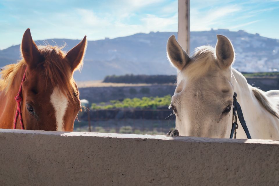 Santorini: 1.5-Hour Horseback Riding Tour on the Beach - Booking and Cancellation Policy