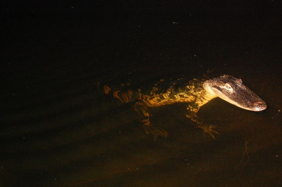 Sawgrass Park: Private 1-Hour Airboat Adventure Tour - Seminole and Panther Encounter